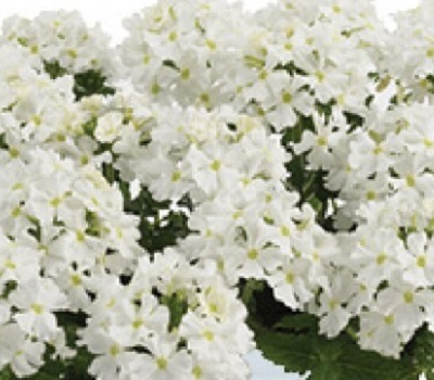 Вербена ампельная Verbena Vanessa Compact White