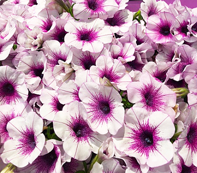 Петуния Petunia Capella Purple Vein