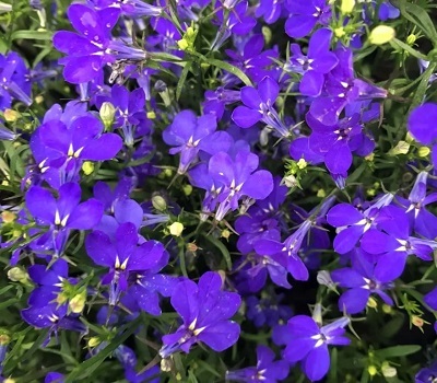 Лобелия ампельная Lobelia Regatta Midnight