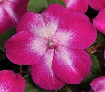 Бальзамин Уоллера Старбертс Виолет (Starburst Violet)
