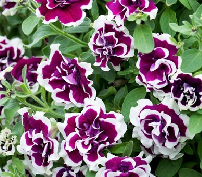 Петуния Petunia Tumbelina Bella