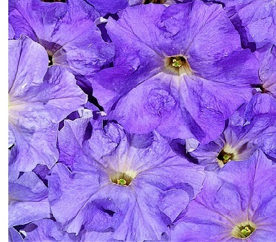 Петуния Petunia grfl Festival Sky Blue