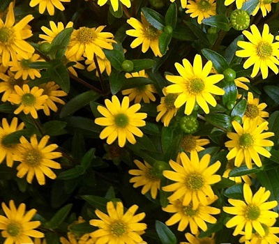 Санвиталия Sundeance Trailing Yellow
