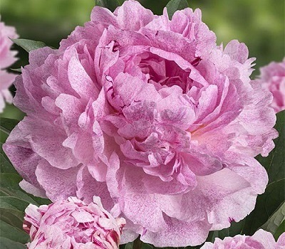 Пион Sarah Bernhardt Unique