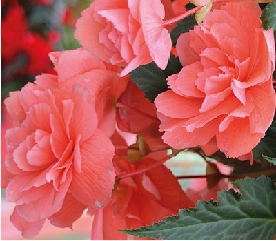 Begonia tub Illumination Rose