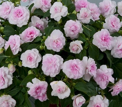 Бальзамин ампельный Impatiens Musica Princess Pink