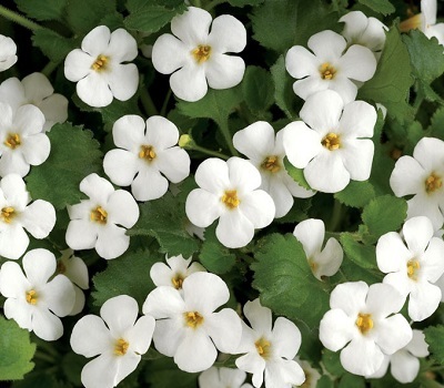 Бакопа Snowflake White