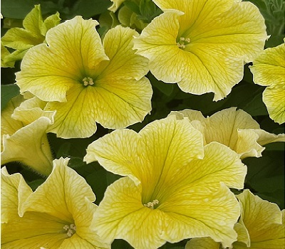 Петуния Petunia Fanfare New Yellow