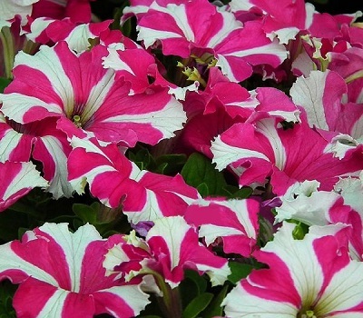 Петуния Petunia grfl Festival Rose Star