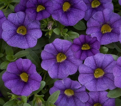 Калибрахоа Calibrachoa Kabloom Denim