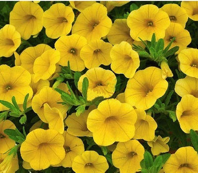 Калибрахоа Calibrachoa Kali Yellow