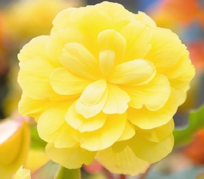 Begonia tub Illumination Lemon