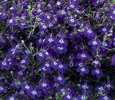 Лобелия ампельная Lobelia Regatta Marine Blue