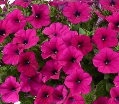 Петуния Petunia Capella Burgundy