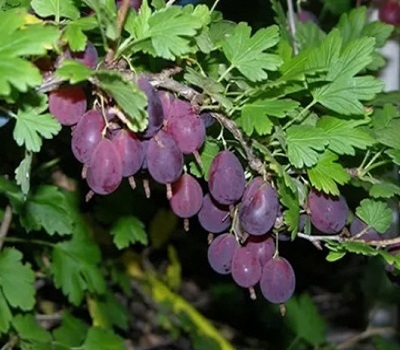 Крыжовник Грушенька