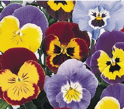 Виола Viola wittrockiana Inspire Clear Mix