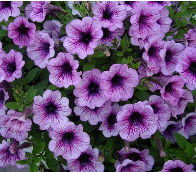 Петуния Petunia Prelude Violet Vein