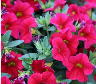 Калибрахоа Calibrachoa Kali Real Red