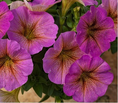 Петхоа BeautiCal Sunray Pink
