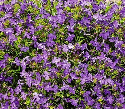 Лобелия ампельная Lobelia Laguna Violet