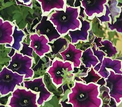 Петуния Petunia Cascadias Rim Magenta