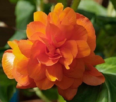 Begonia tub Illumination Orange