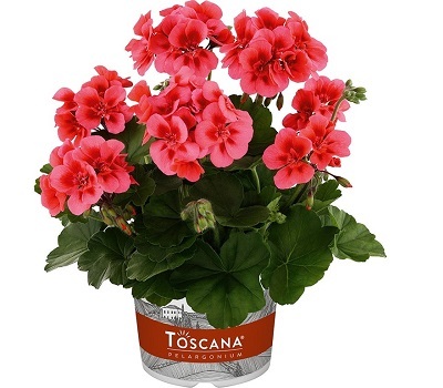 Пеларгония зональная Dolce Vita Coral Eye