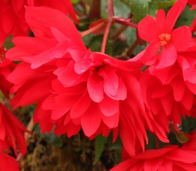Begonia tub Illumination Scarlet