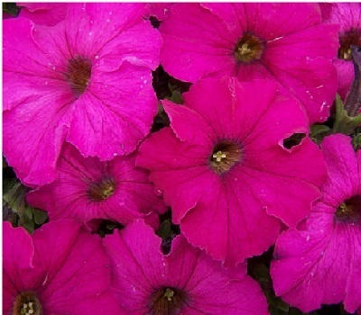 Петуния Petunia grfl Festival Neon Rose