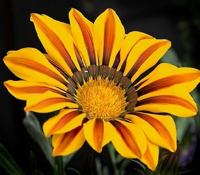 Гацания Gazania Big-Kiss Yellow Flame (африканская ромашка)