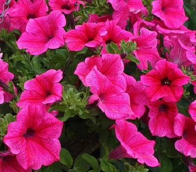 Петуния Surfinia Hot Pink