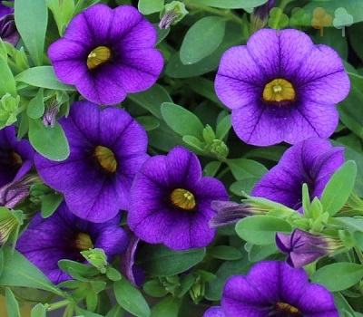 Калибрахоа Calibrachoa Kali Deep Blue