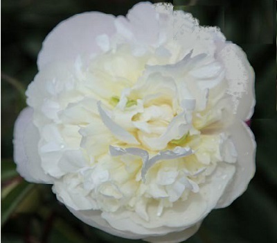 Пион Duchesse De Nemours