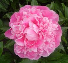 Пион (Paeonia Pink Parfait) 2/3
