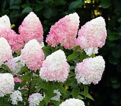 Гортензия Pink and Rose