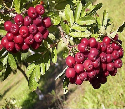 Рябина Гранатная