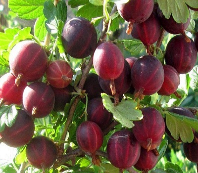 Крыжовник Консул (Сенатор)
