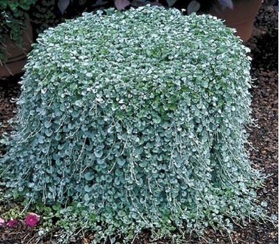 Дихондра Dichondra Silver Falls