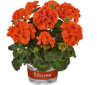 Пеларгония зональная Eco Sally orange