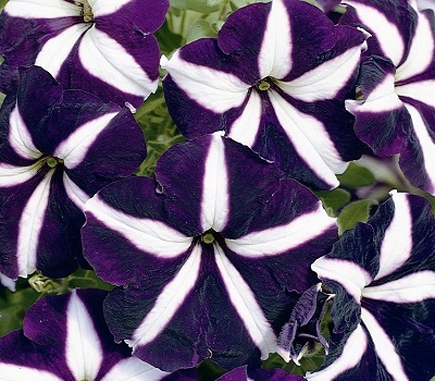 Петуния Petunia grfl Festival Blue Star
