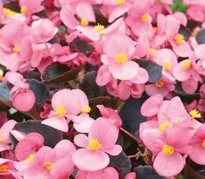 Бегония вечноцветущая Begonia semp Senator iQ Pink