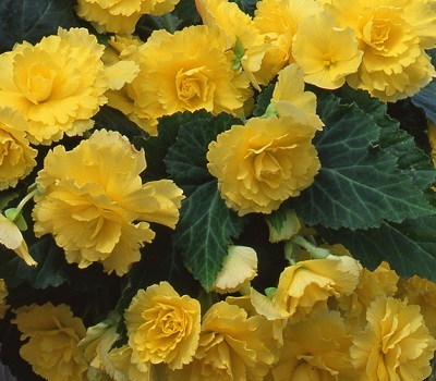 Begonia tub Sun Dancer Yellow