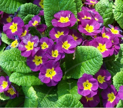 Примула бесстебельная Фиолетовая (Violet)