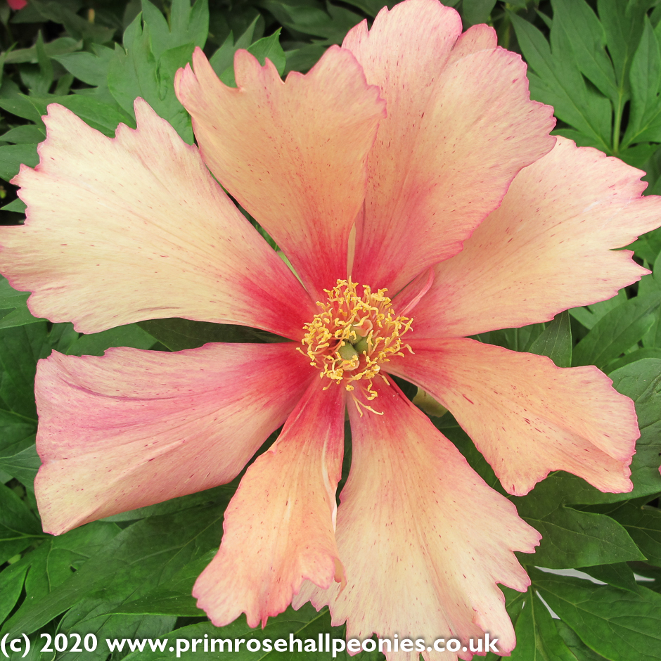 Пион Itoh-Hybrids Sonoma Kaleidoscope BR 3-5 eye)
