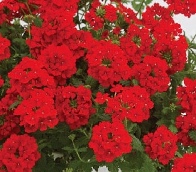 Вербена ампельная Verbena Vanessa Compact Red