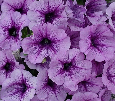 Петуния Petunia grfl Festival Plum