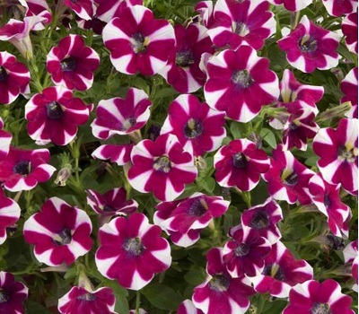 Петуния Petunia Cascadias Bicolor Cabernet