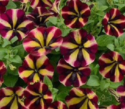 Петуния Petunia Amore Fiesta Yellow-Violet